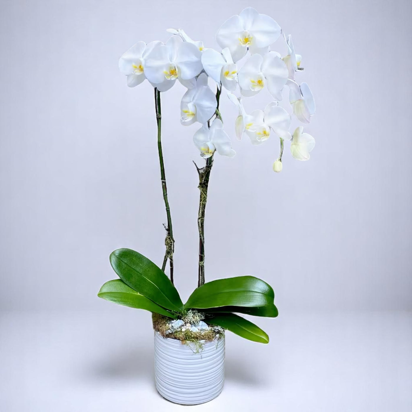 Double Waterfall White Orchid
