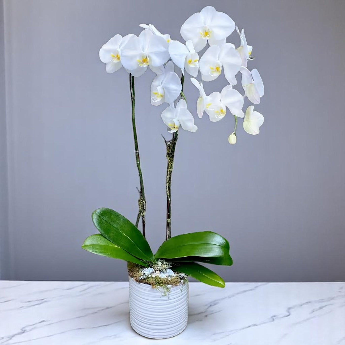 Double Waterfall White Orchid