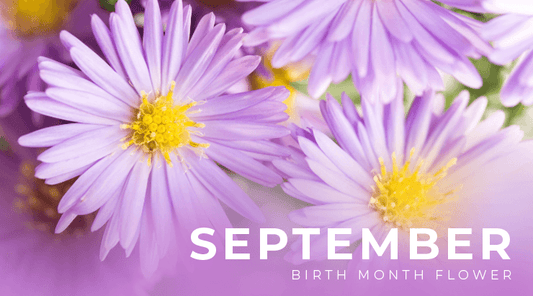 Aster September Birth Flower - DGM Flowers | Fort Lauderdale Florist