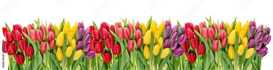 The Meaning of Tulip Colors - DGM Flowers | Fort Lauderdale Florist