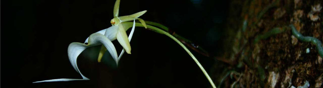 The Mysterious and Rare Ghost Orchid Flower - DGM Flowers | Fort Lauderdale Florist