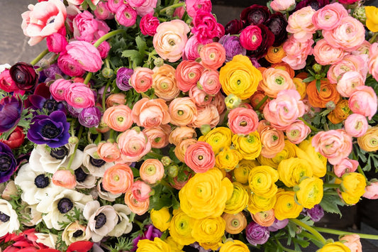 Send Flowers “Just Because” – The Best Blooms for Everyday Moments
