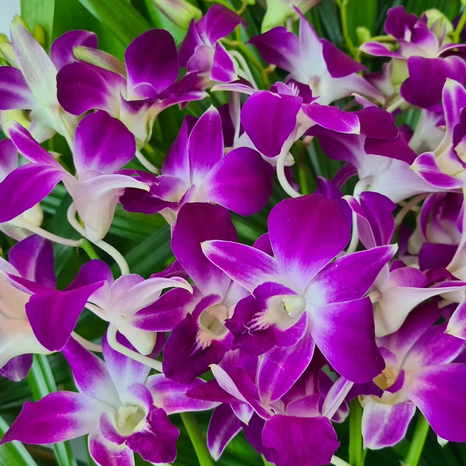 Orchid Flower