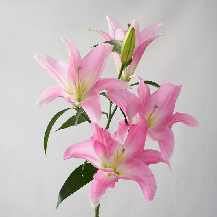 Lily Flower