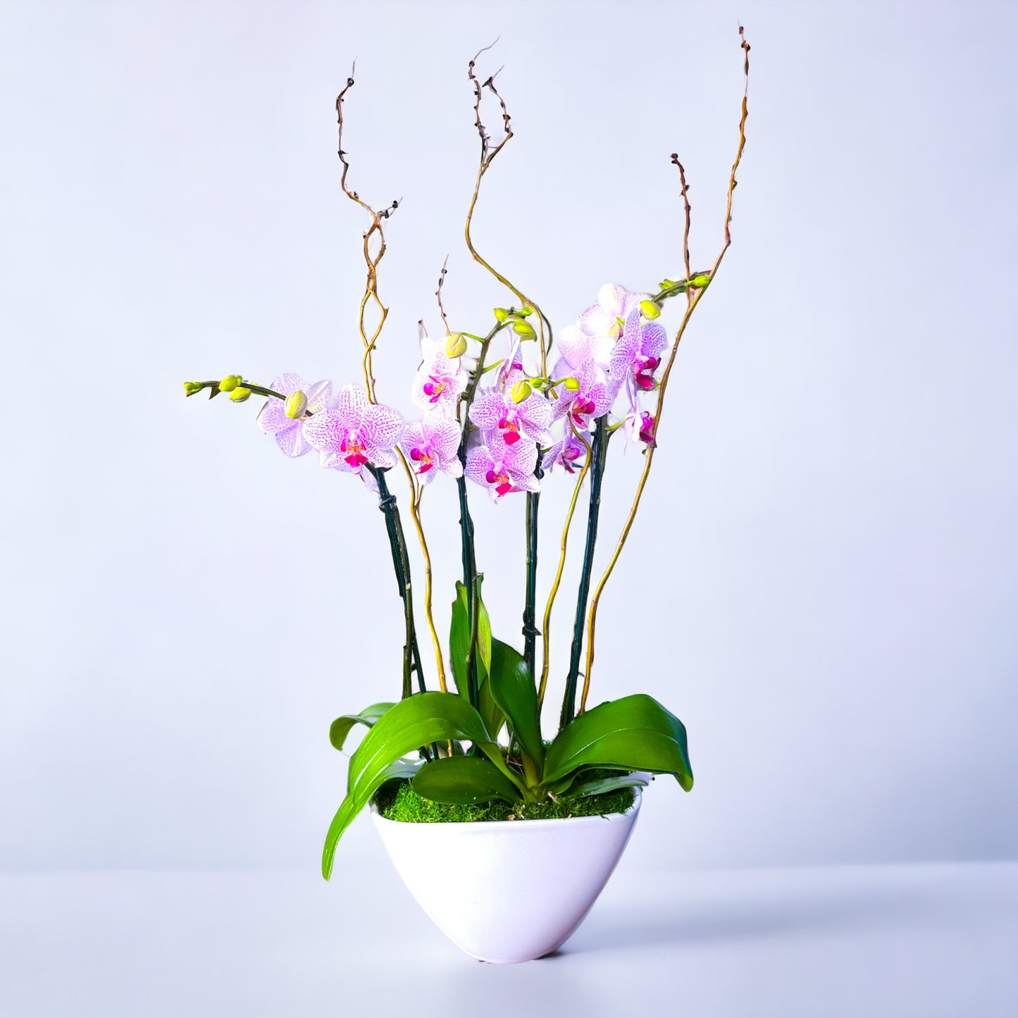 Quartet Elegance: Four-Stem Phalaenopsis Orchids - DGM Flowers  | Fort Lauderdale Florist
