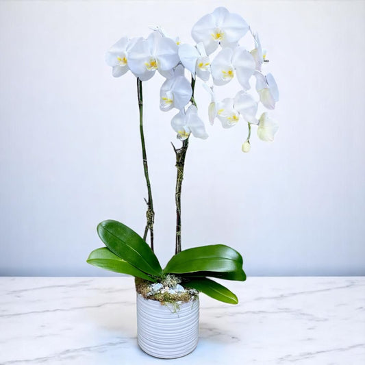 Double Waterfall White Orchid