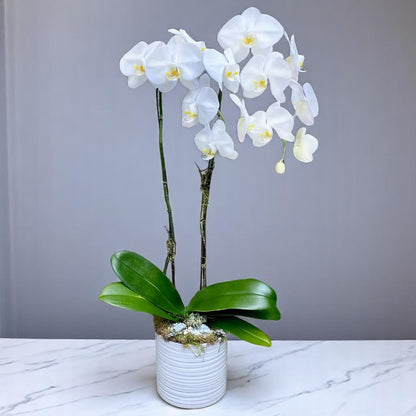 Double Waterfall White Orchid
