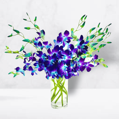 Bright Blue Dendrobium Orchids