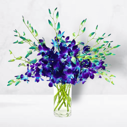 Bright Blue Dendrobium Orchids