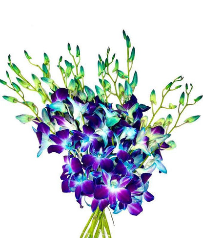 Bright Blue Dendrobium Orchids