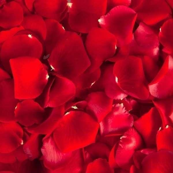 Fresh Rose Petals