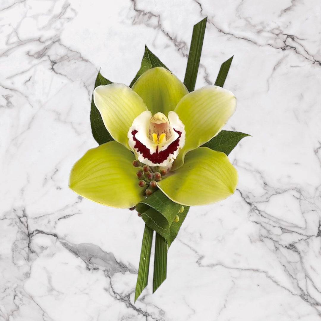 Cymbidium Orchid Elegance Boutonnière