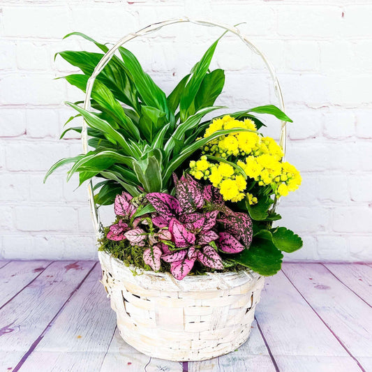 Basket Dish Garden Plants - Medium