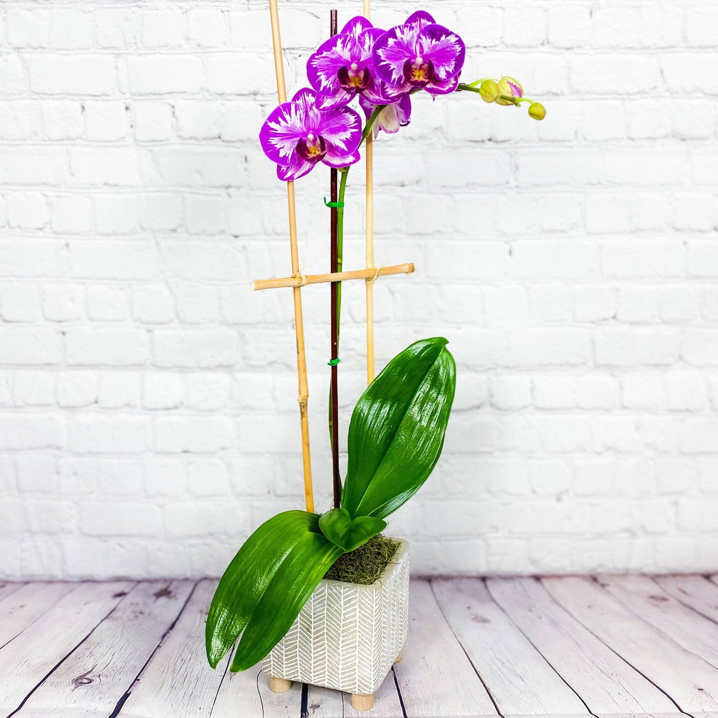 Orchid Plant | Opulent Phalaenopsis