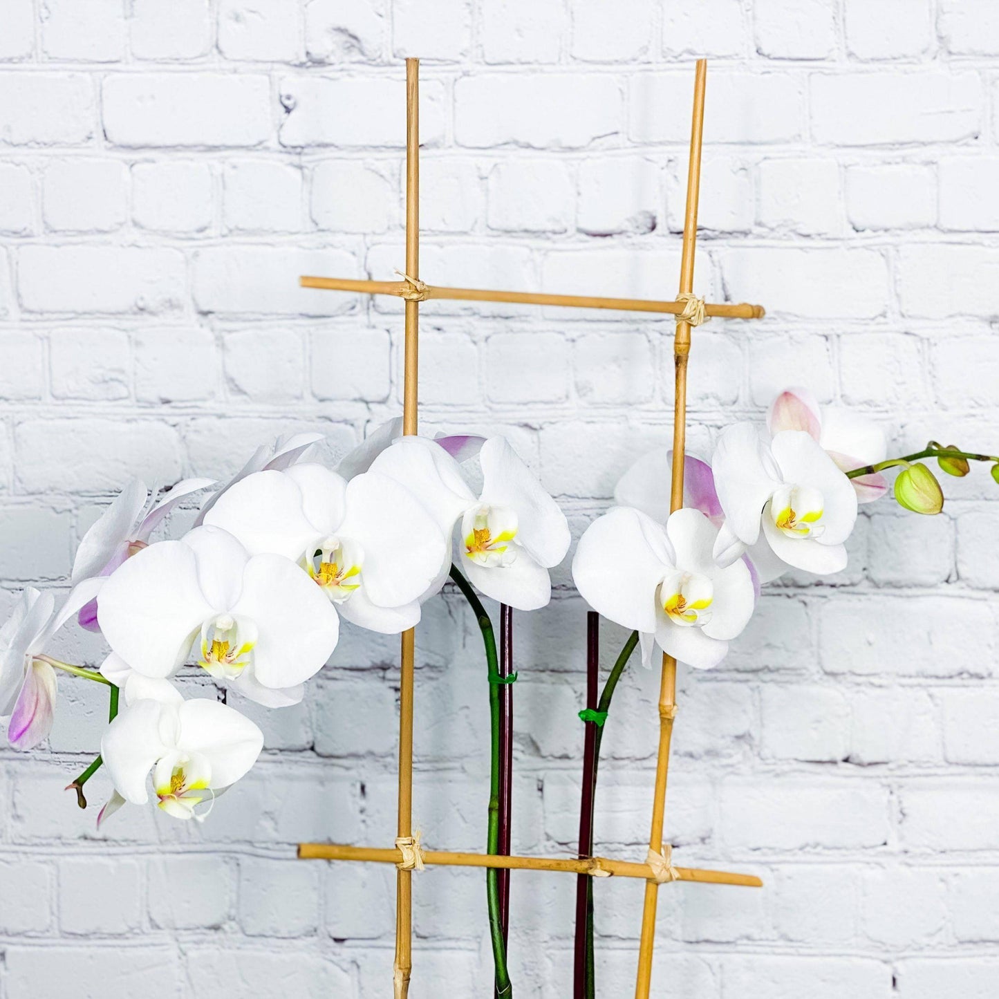 Orchid Plant | Double Phalaenopsis Orchids for Sale