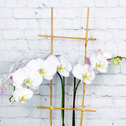 Orchid Plant | Double Phalaenopsis Orchids for Sale