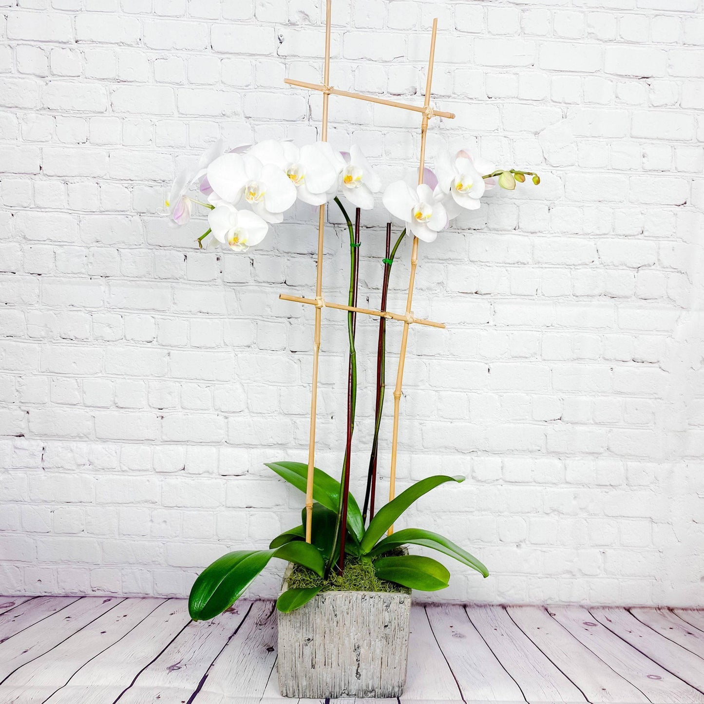 Orchid Plant | Double Phalaenopsis Orchids for Sale