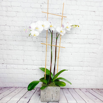 Orchid Plant | Double Phalaenopsis Orchids for Sale