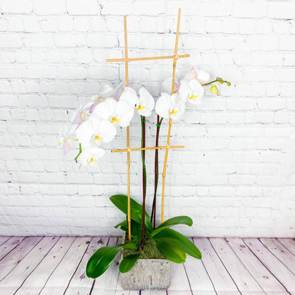 Orchid Plant | Double Phalaenopsis Orchids for Sale