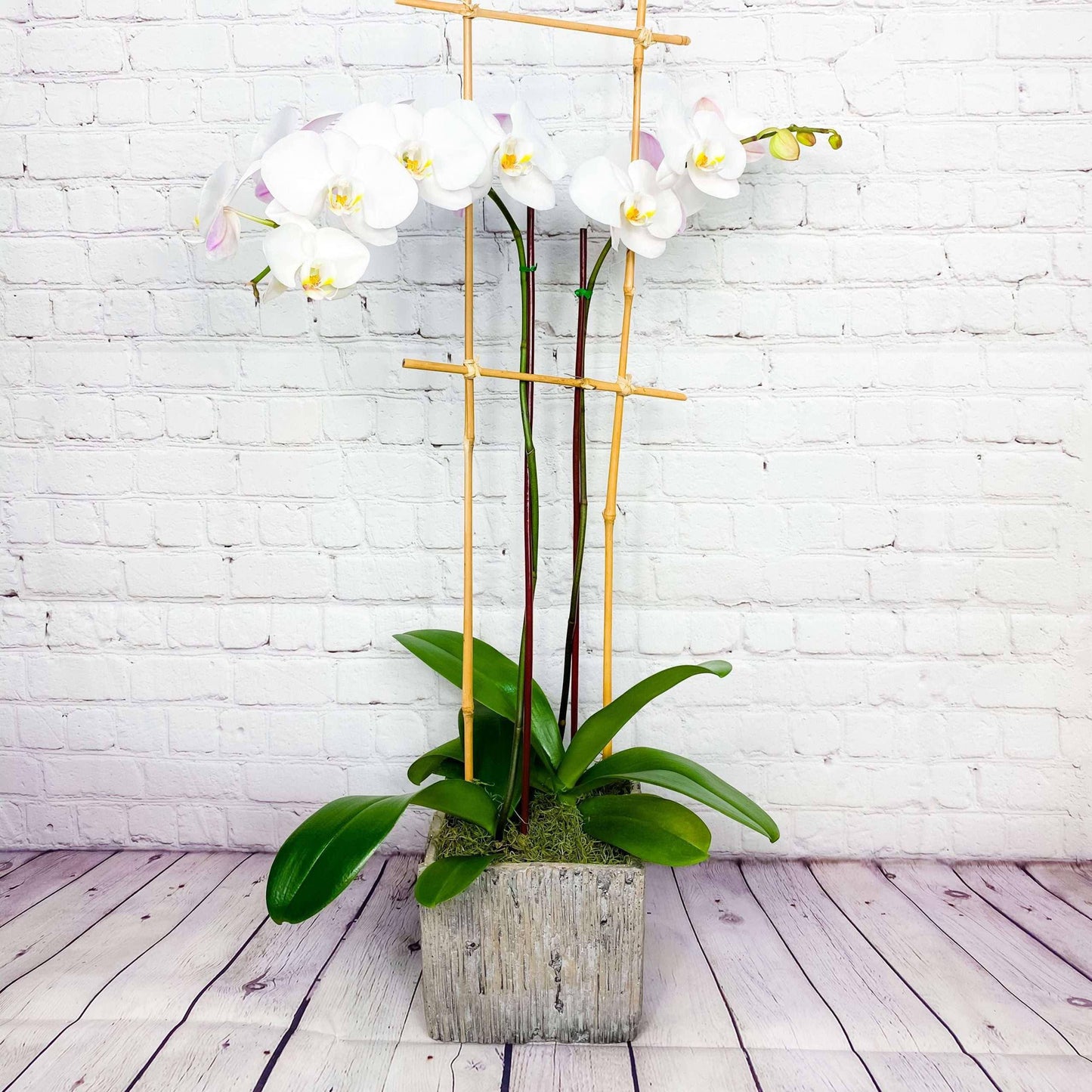 Orchid Plant | Double Phalaenopsis Orchids for Sale