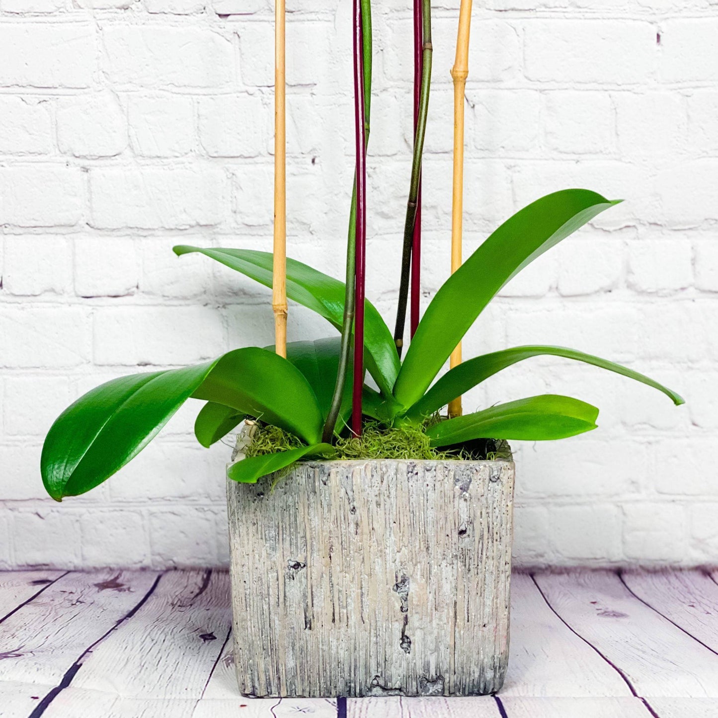 Orchid Plant | Double Phalaenopsis Orchids for Sale