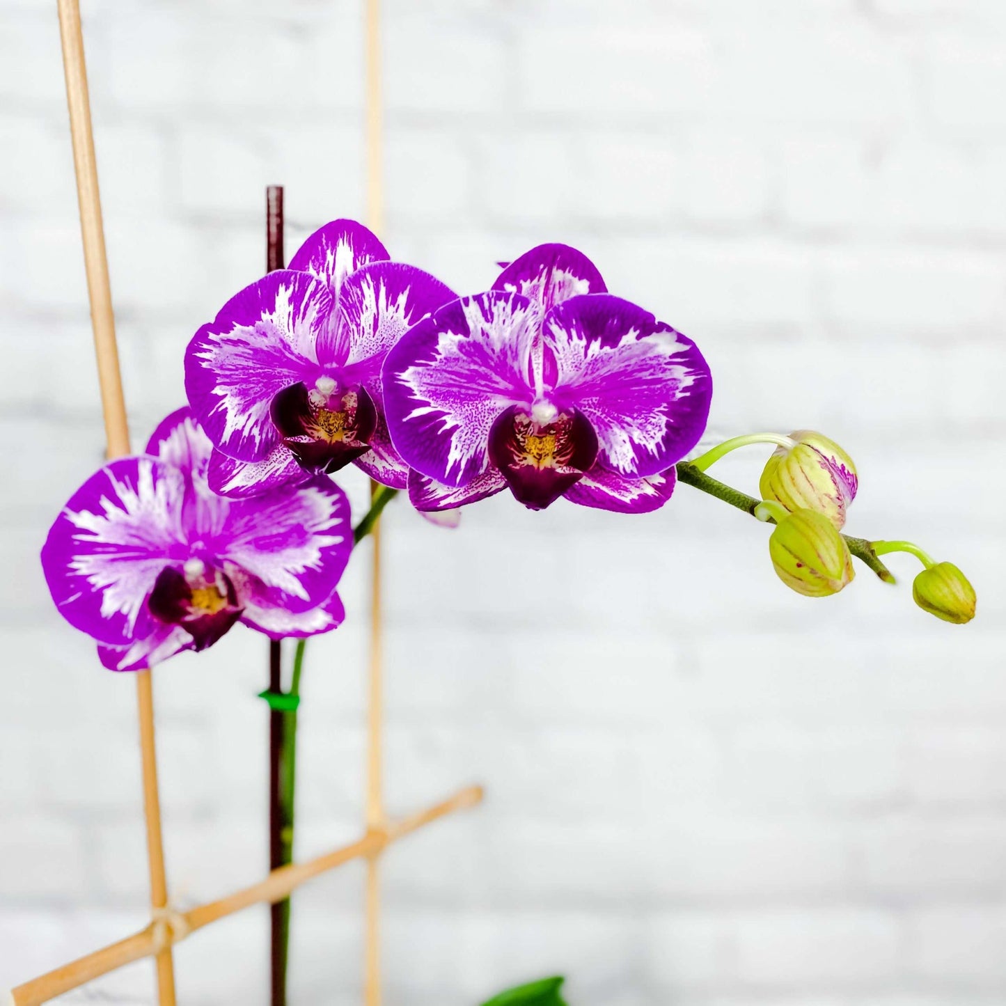 Orchid Planter | 8 Phalaenopsis Orchid Plants