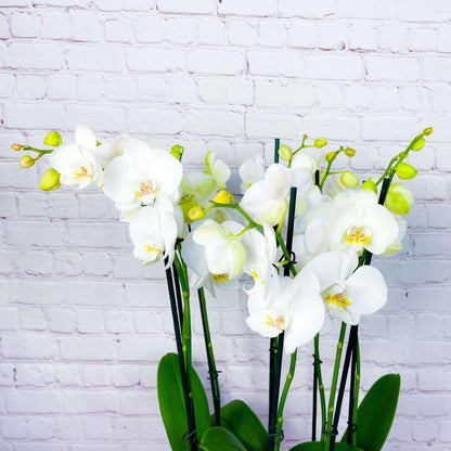 Orchid Planter | 8 Phalaenopsis Orchid Plants