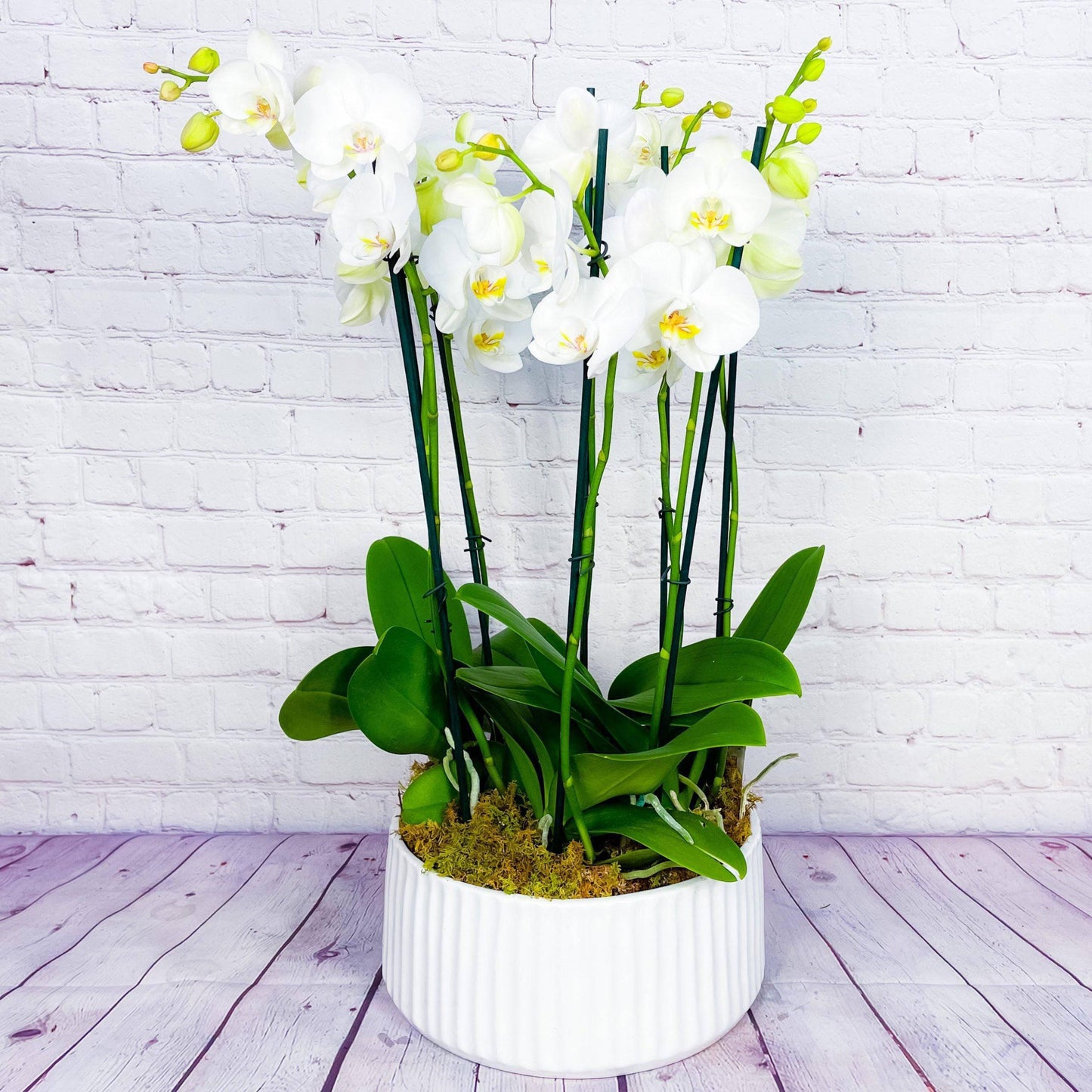 Orchid Planter | 8 Phalaenopsis Orchid Plants