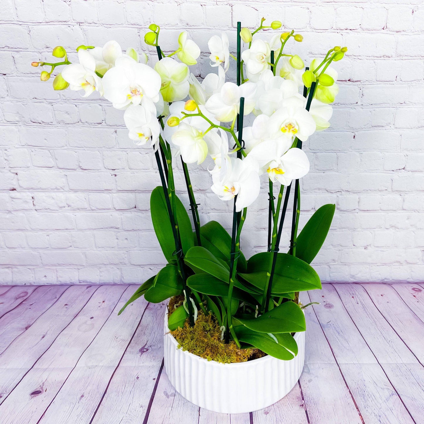 Orchid Planter | 8 Phalaenopsis Orchid Plants