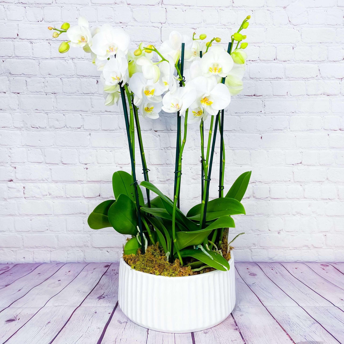 Orchid Planter | 8 Phalaenopsis Orchid Plants