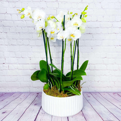 Orchid Planter | 8 Phalaenopsis Orchid Plants