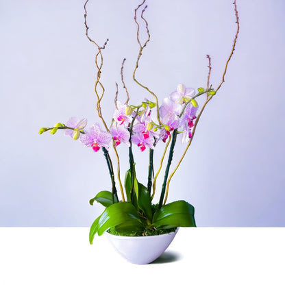 Quartet Elegance: Four-Stem Phalaenopsis Orchids