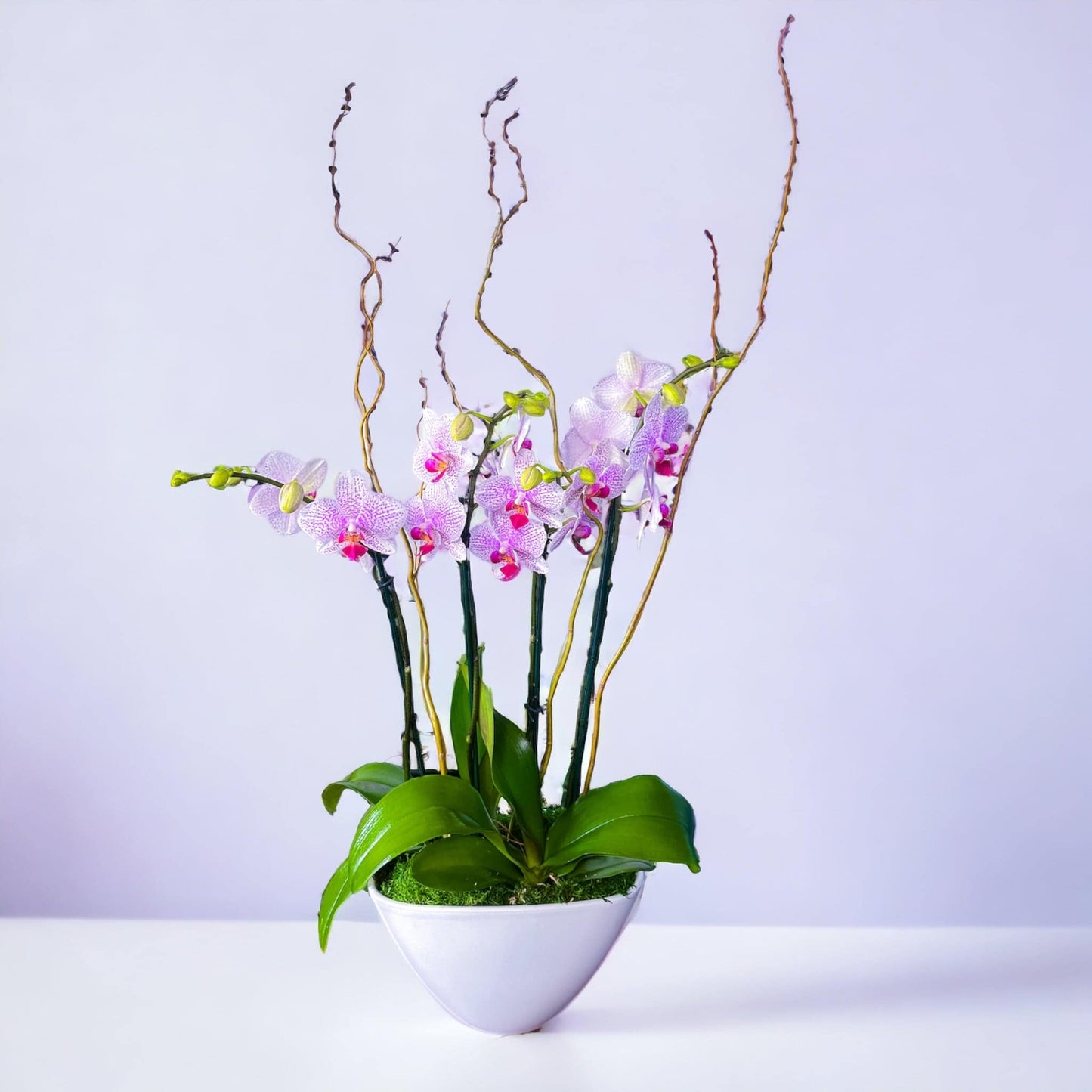 Quartet Elegance: Four-Stem Phalaenopsis Orchids