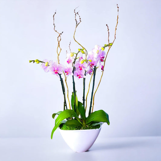 Quartet Elegance: Four-Stem Phalaenopsis Orchids