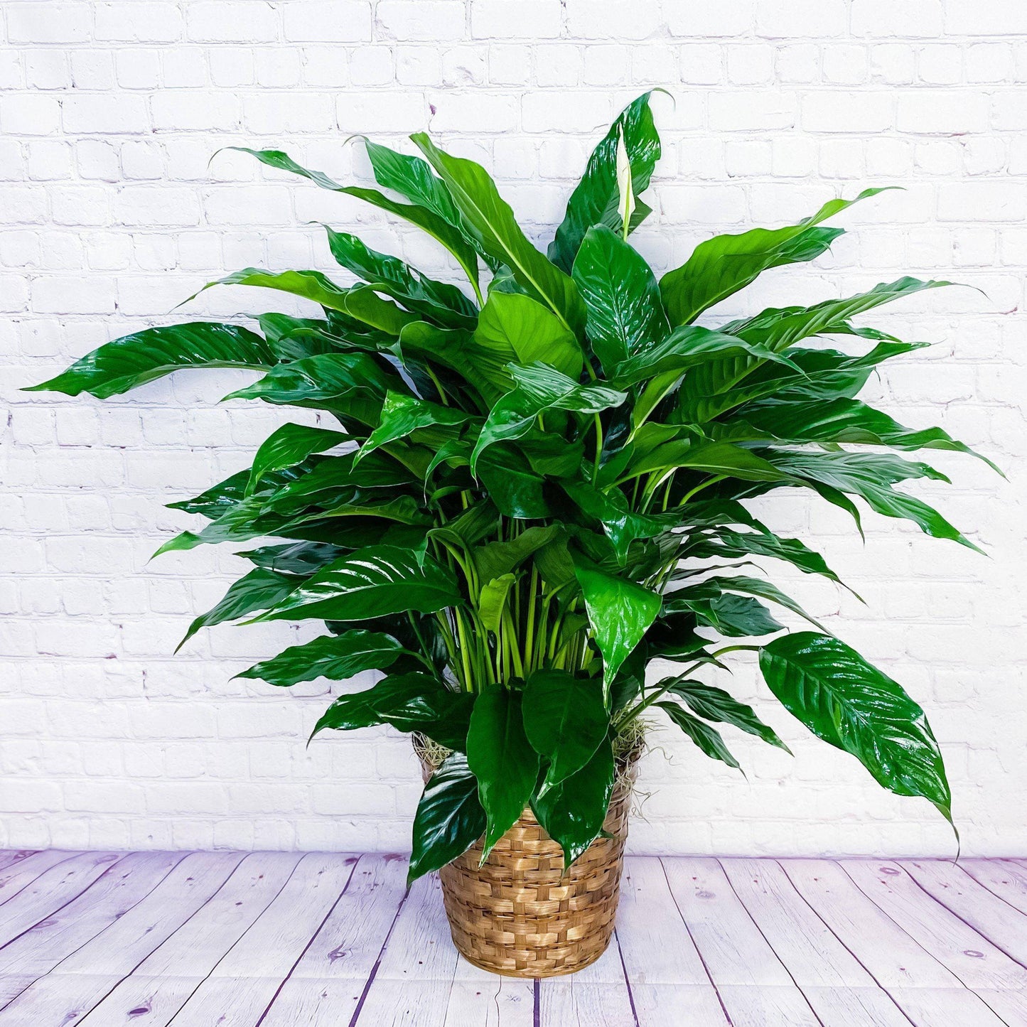 Peace Lily Plant (Spathiphyllum)  - Large