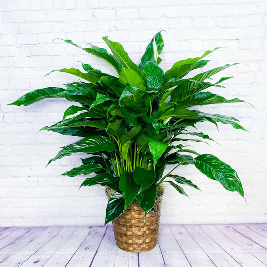 Peace Lily Plant (Spathiphyllum)  - Large