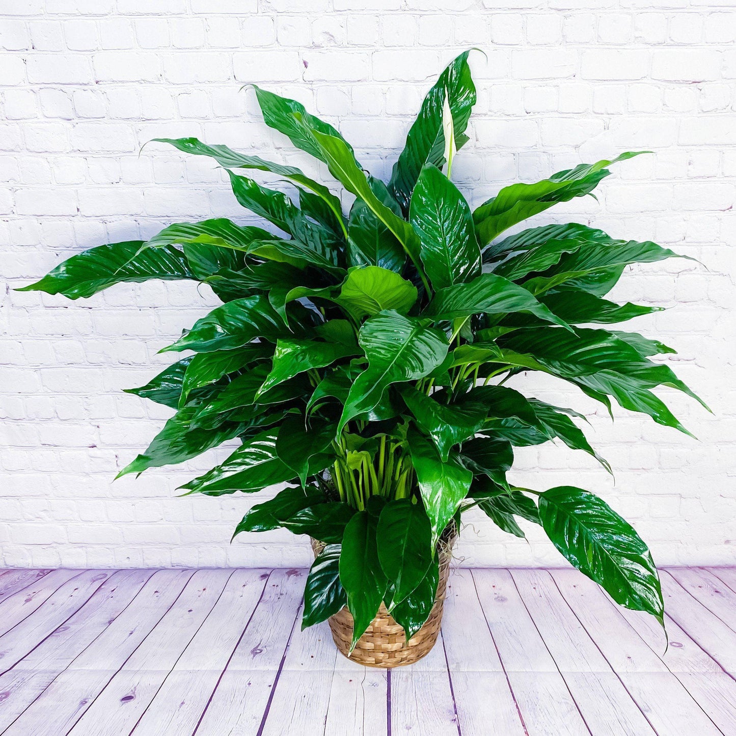 Peace Lily Plant (Spathiphyllum)  - Large