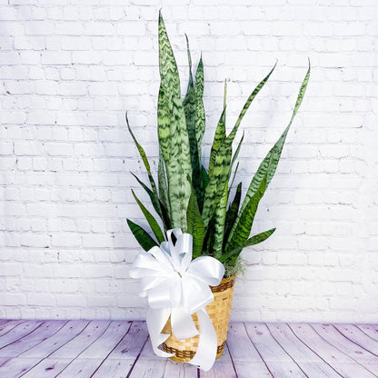 Snake Plant (Sansevieria) - Large