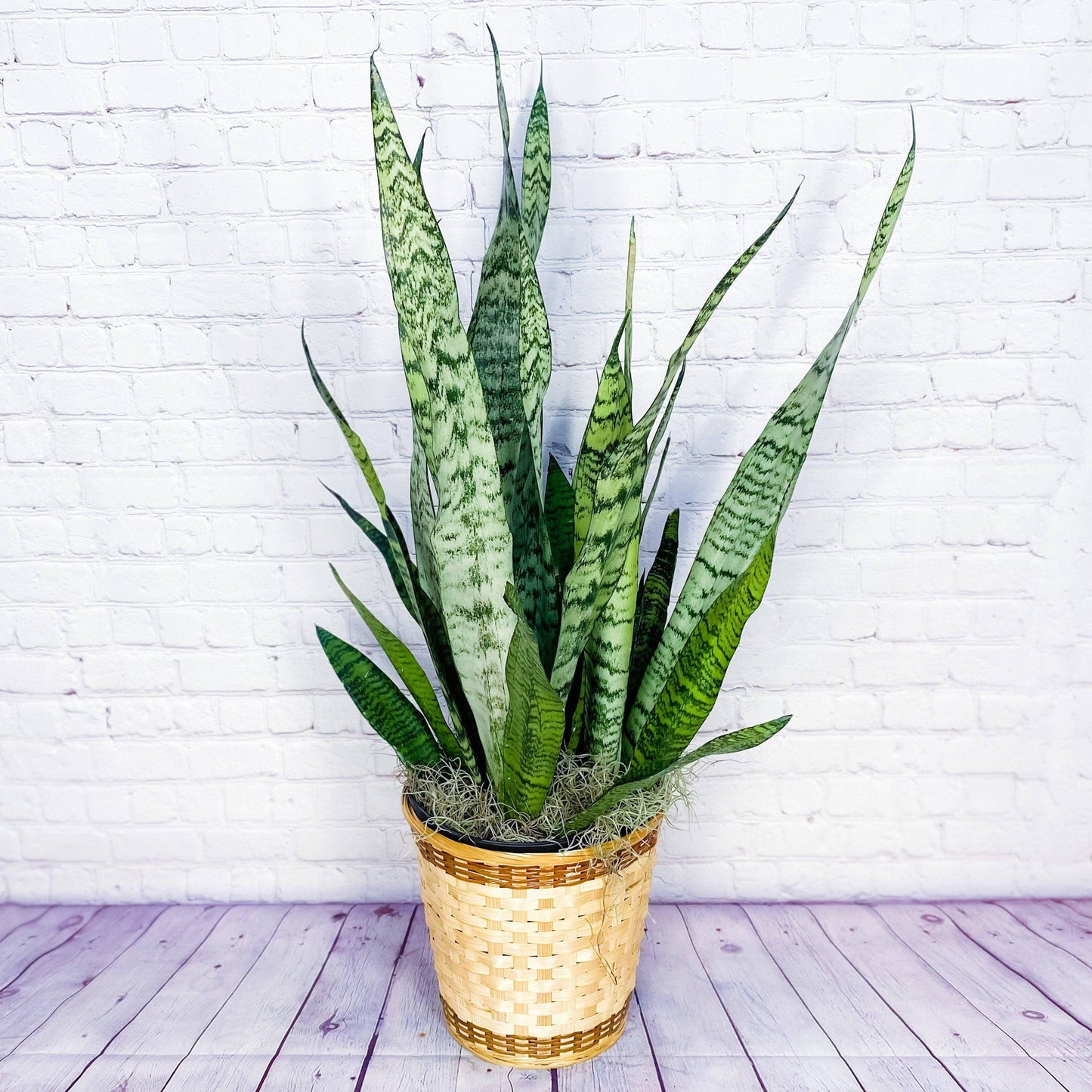 Snake Plant (Sansevieria) - Large