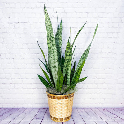 Snake Plant (Sansevieria) - Large