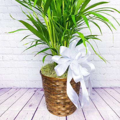 Palm Plant