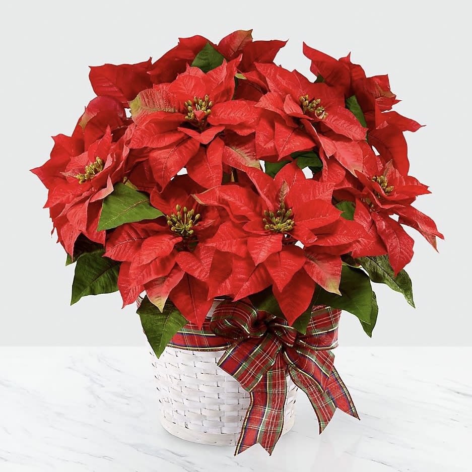 Happiest Holidays Poinsettia Plant - DGM Flowers  | Fort Lauderdale Florist