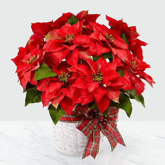 Happiest Holidays Poinsettia Plant - DGM Flowers  | Fort Lauderdale Florist