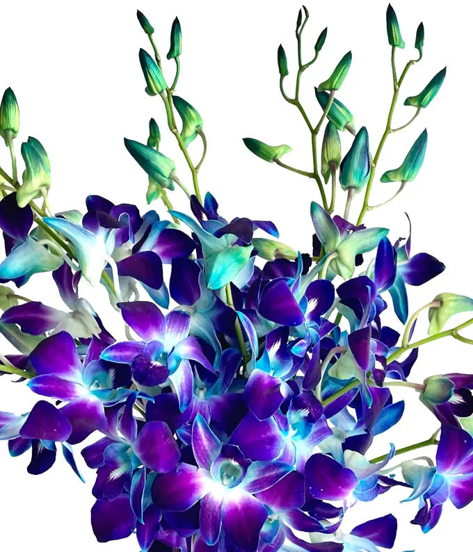 Bright Blue Dendrobium Orchids