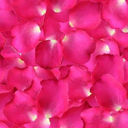 Fresh Rose Petals - DGM Flowers  | Fort Lauderdale Florist