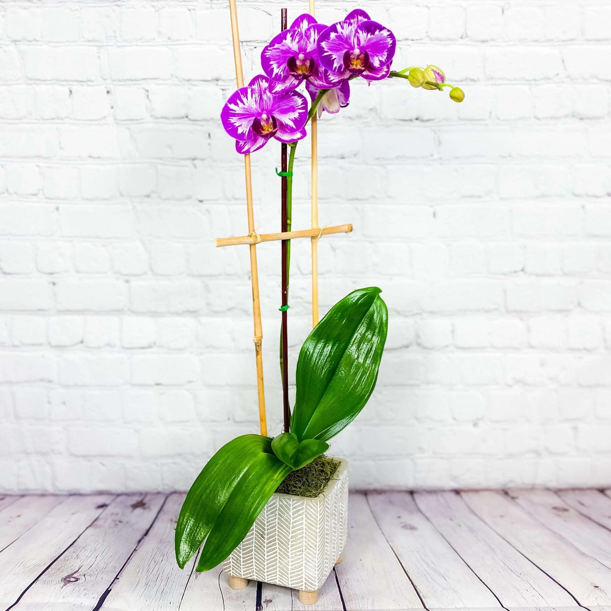 Opulent Purple Orchids Plant - DGM Flowers  | Fort Lauderdale Florist