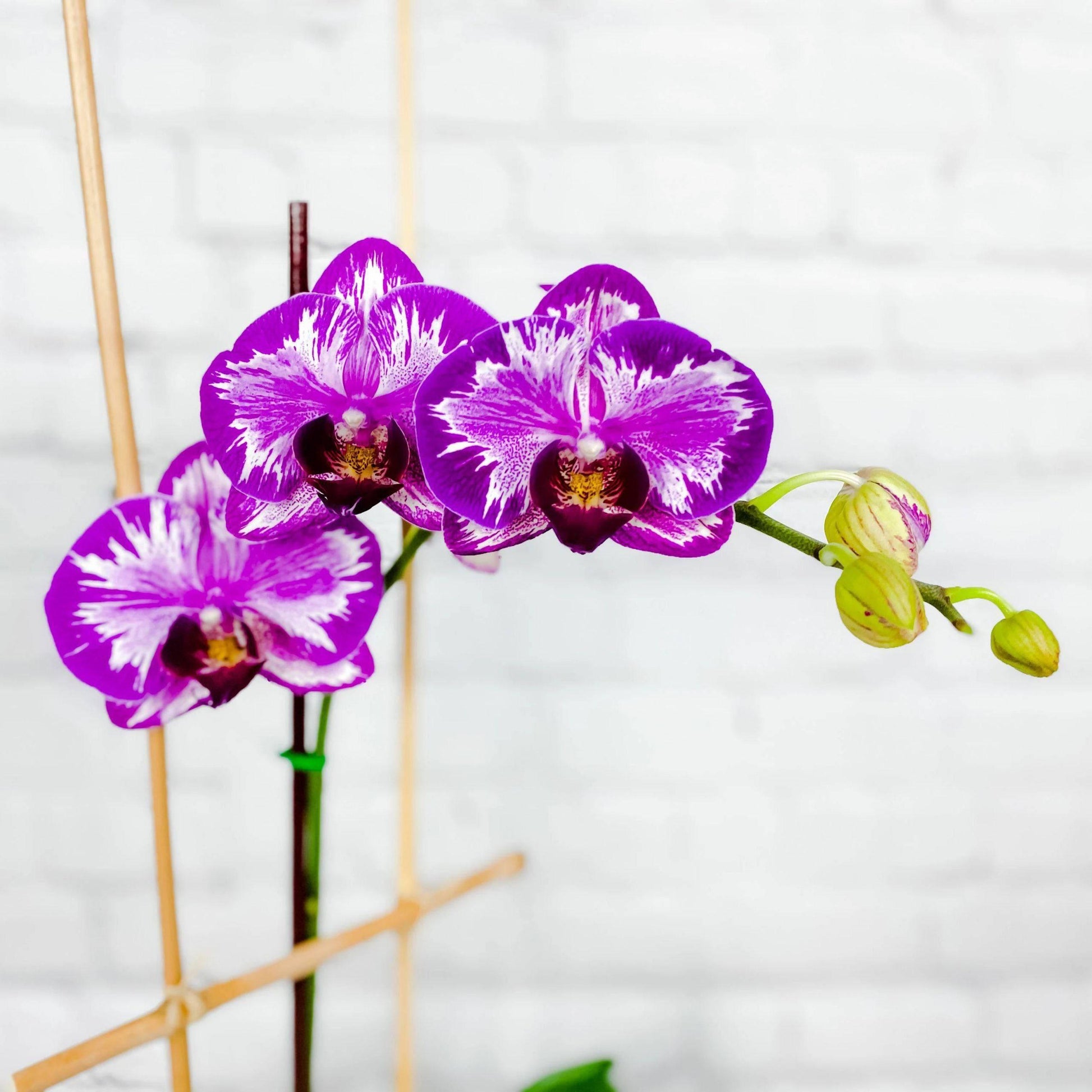 Opulent Purple Orchids Plant - DGM Flowers  | Fort Lauderdale Florist