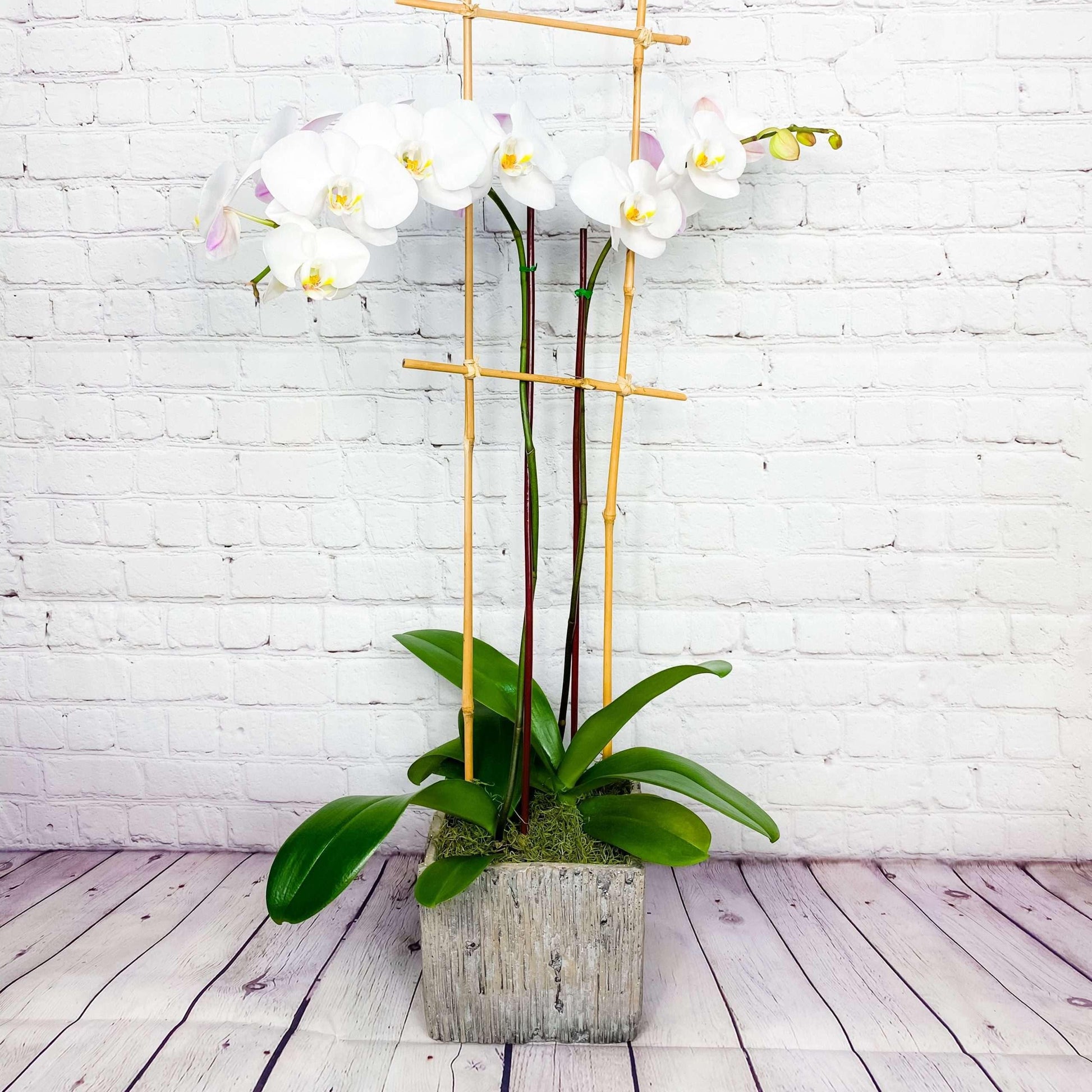 Orchid Plant | Double Phalaenopsis Orchids for Sale- DGM Flowers  | Fort Lauderdale Florist