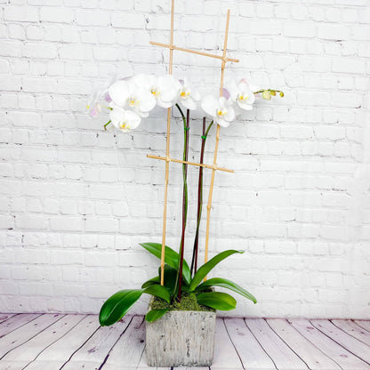 Orchid Plant | Double Phalaenopsis Orchid - DGM Flowers  | Fort Lauderdale Florist