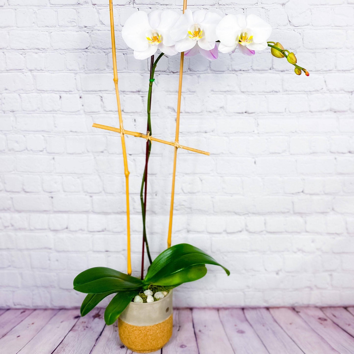 Orchid Plant | Opulent Phalaenopsis - DGM Flowers  | Fort Lauderdale Florist